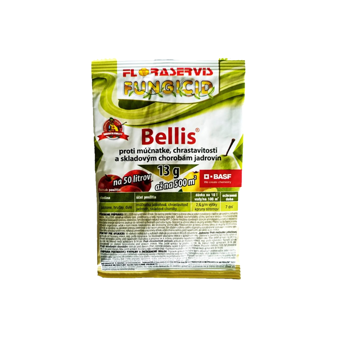 Bellis 13g